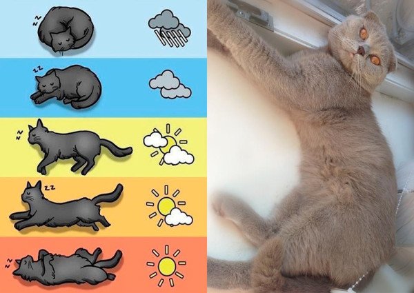 Как определить погоду по коту