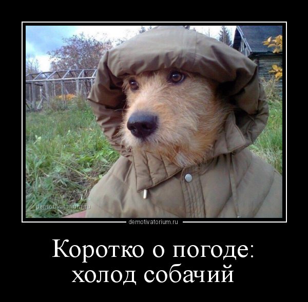 Холод собачий