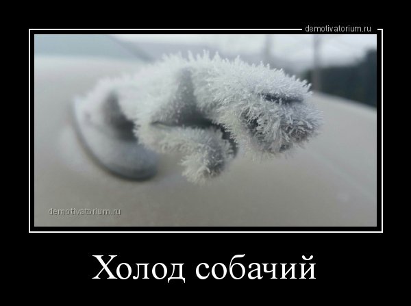 Демотиваторы холод собачий