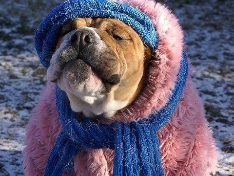 Холод собачий