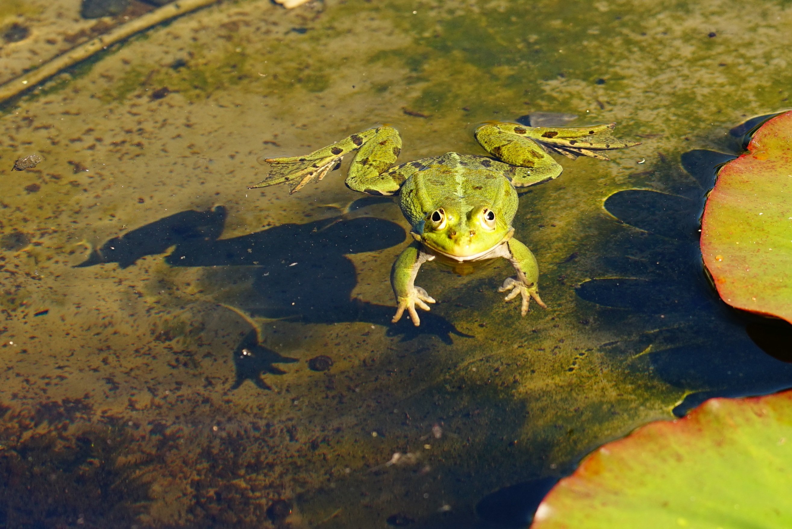 Лягушки в соленой воде. Лягушка бык головастики. Гвианская водяная жаба. Головастик прудовой лягушки. Головастик Болотной лягушки.