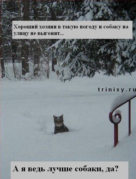 Хозяин собаку не выгонит