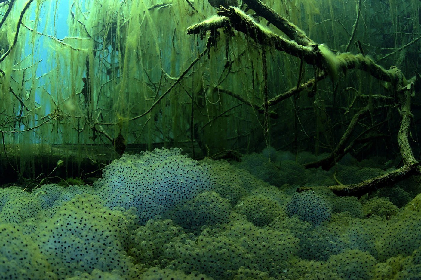 подводный мир рек