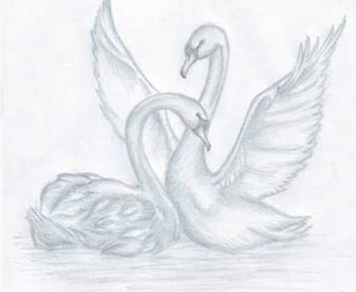 Лебедь карандашом