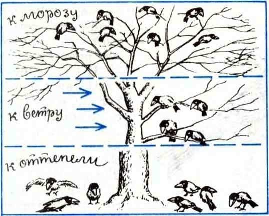 Приметы погоды рисунок