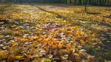 Солнечный ноябрь страшные моменты