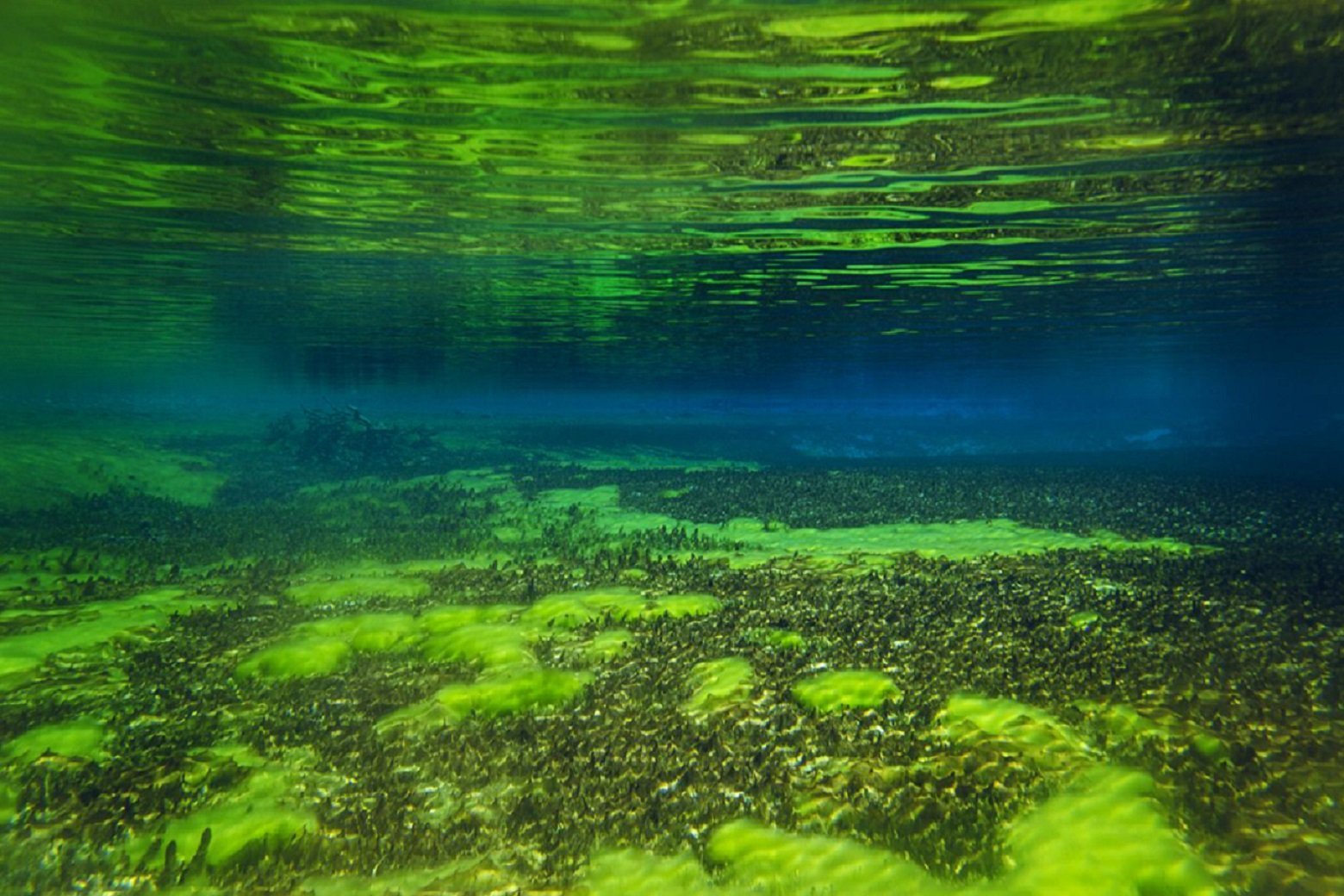 Зеленая вода в озере. Речное дно. Река под водой. Красивые водоросли. Водоросли в озере.