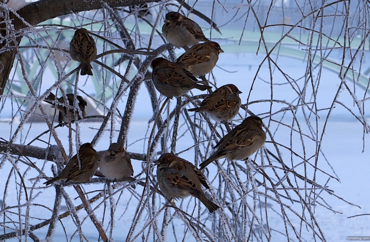 Пернатые гости кормушек. Птицы зимой. Городские птицы зимой. Птицы в парке зимой. Кормушка для птиц.