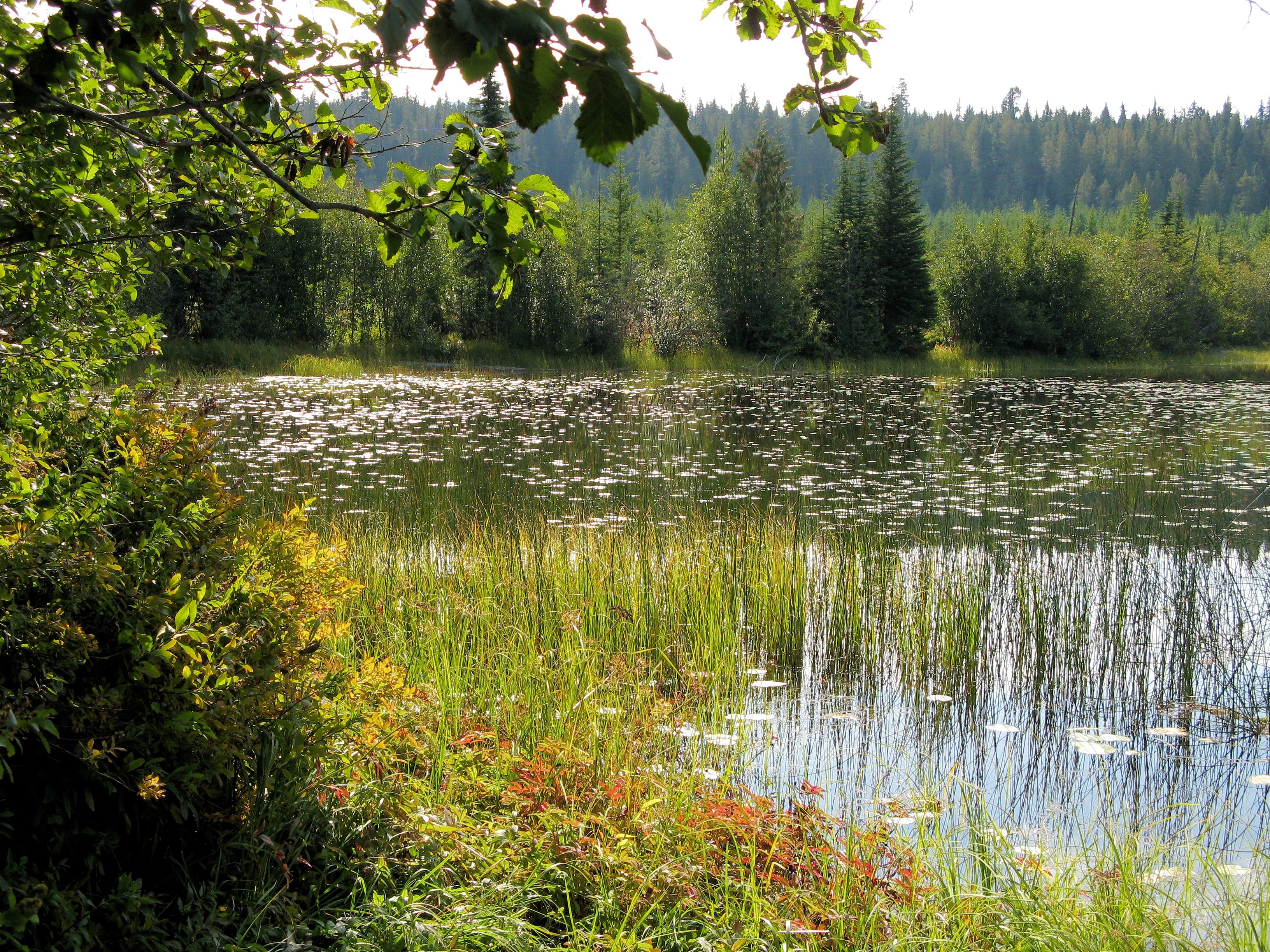 Озером называется природный водоем который. Хадыженское Лесное озеро. Крюковский лес речка пруд. Берег озера в лесу. Водоем в лесу.