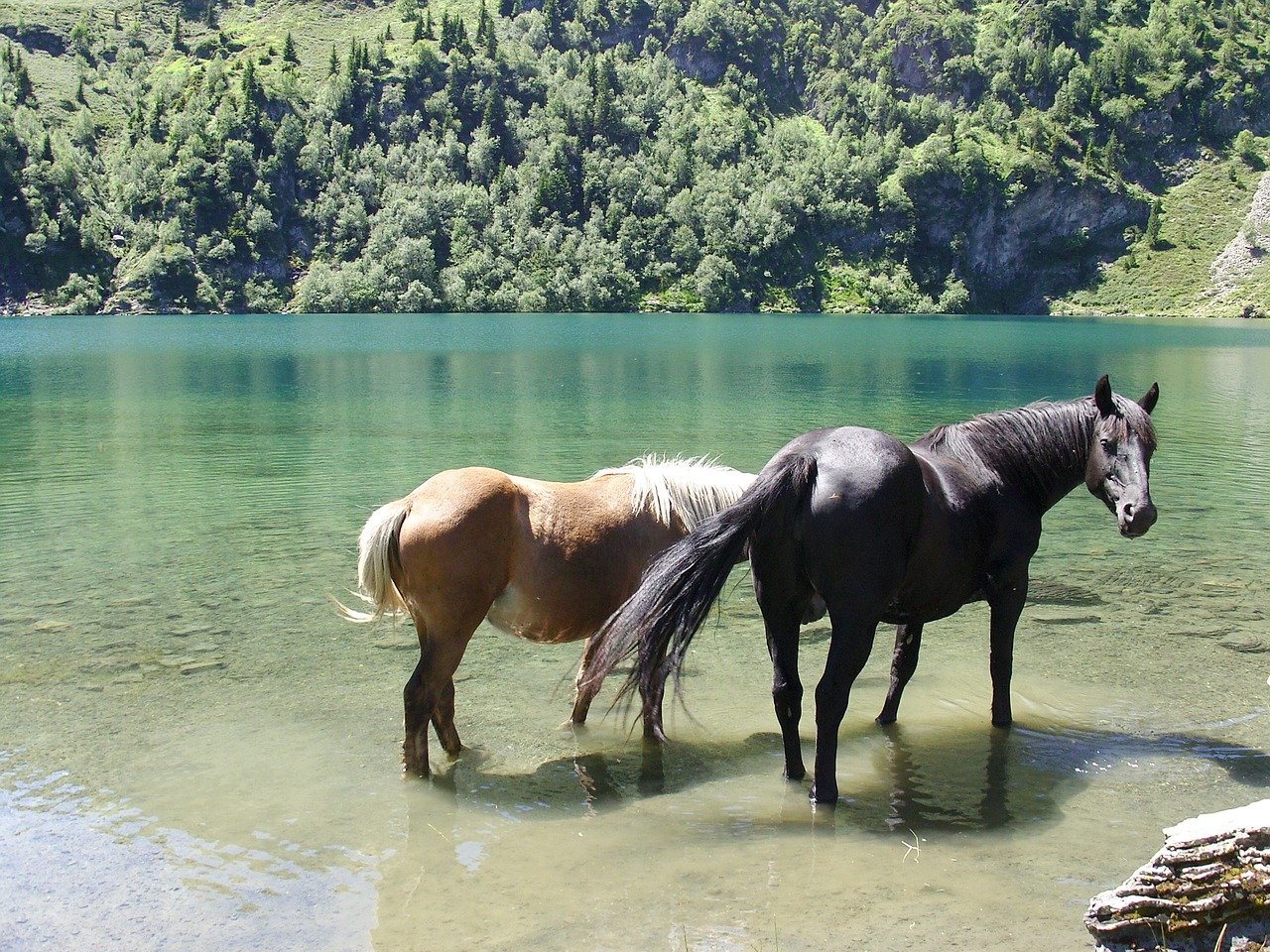 Хорс лейк. Конь в озере. Лошадь у озера. Лошадь у реки. Кони у реки.