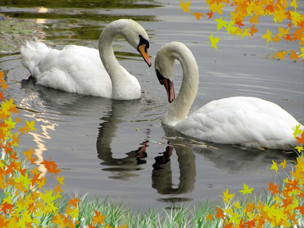 Лебеди в осеннем пруду