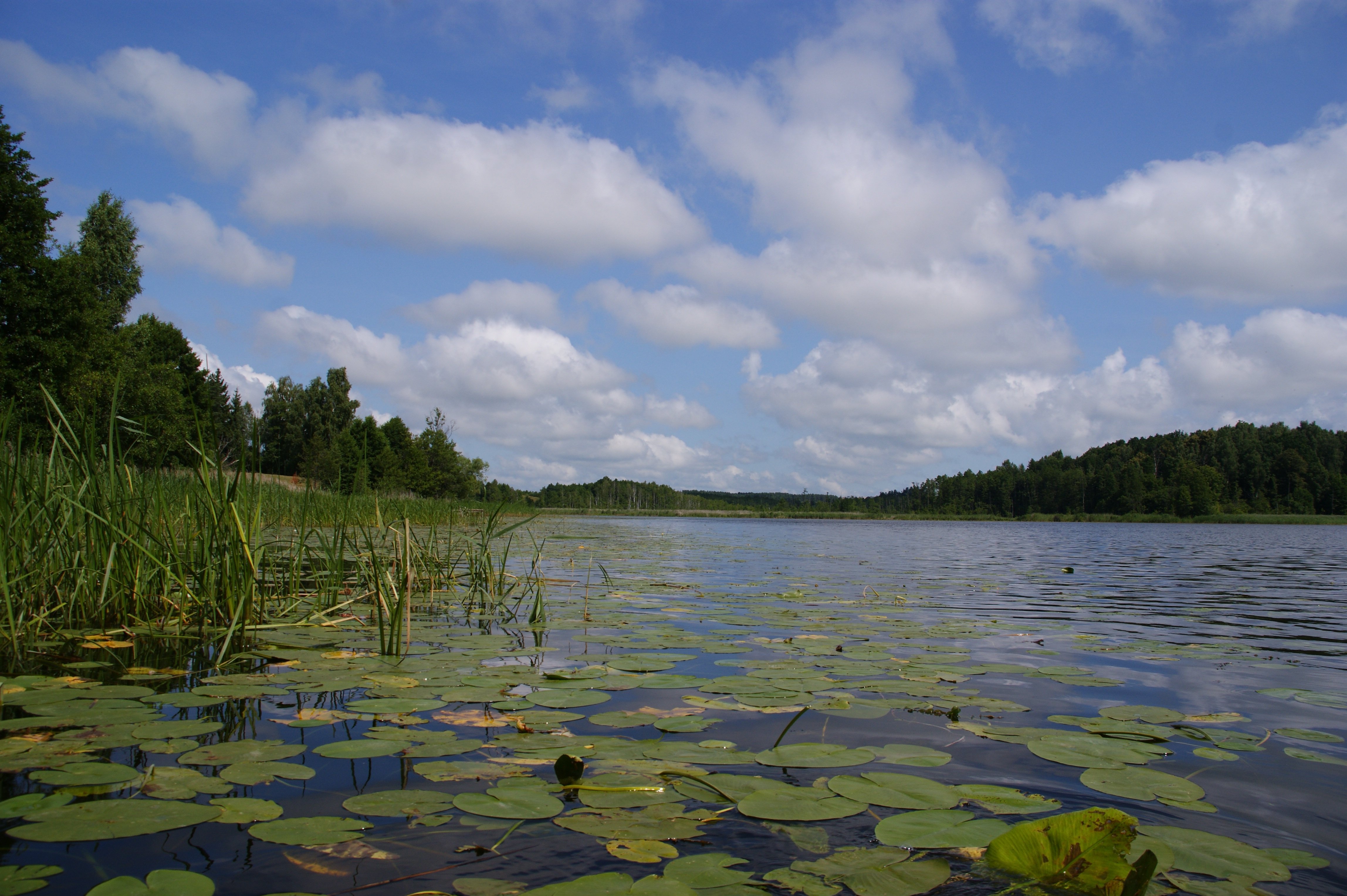 Болотистый берег. Озеро Ахманка. Белое озеро (Рязанская область, Северное). Болото Нургуш. Заболоченное озеро.