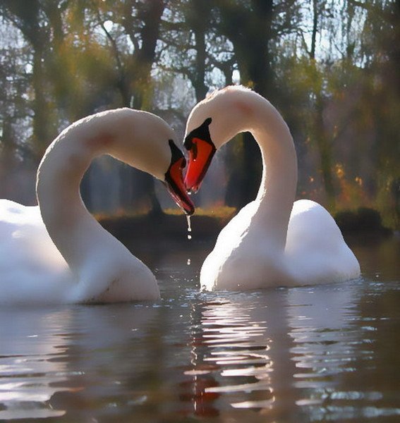 Любовь и лебеди