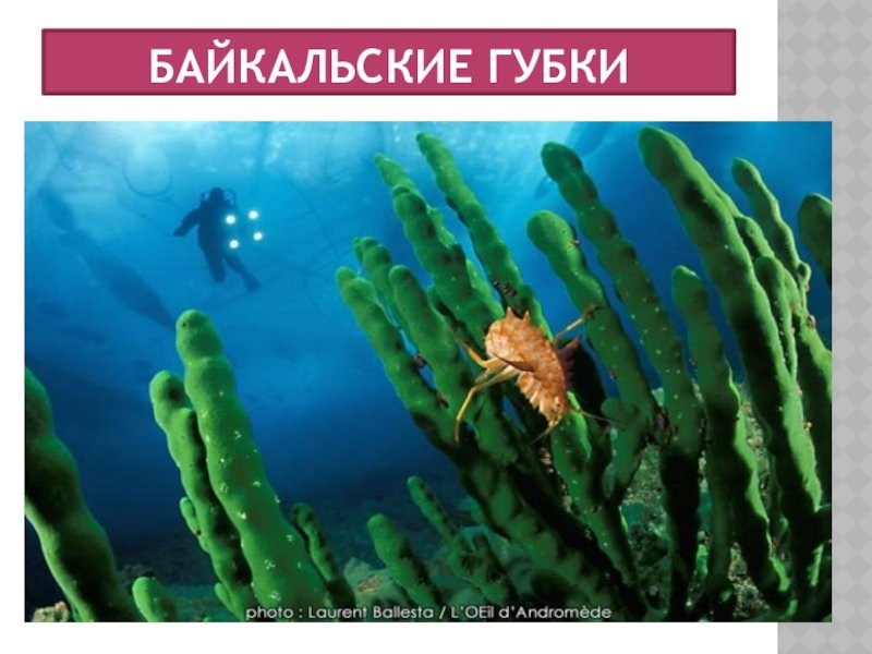 Живые организмы байкала. Губки озера Байкал. Губковые леса Байкала. Подводный мир Байкала. Подводные растения.
