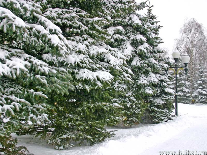 Зеленые ели в снегу. Елка зимой в парке. Еловый парк зимой. Заснеженные ели в парке. Ели в снегу в парке.