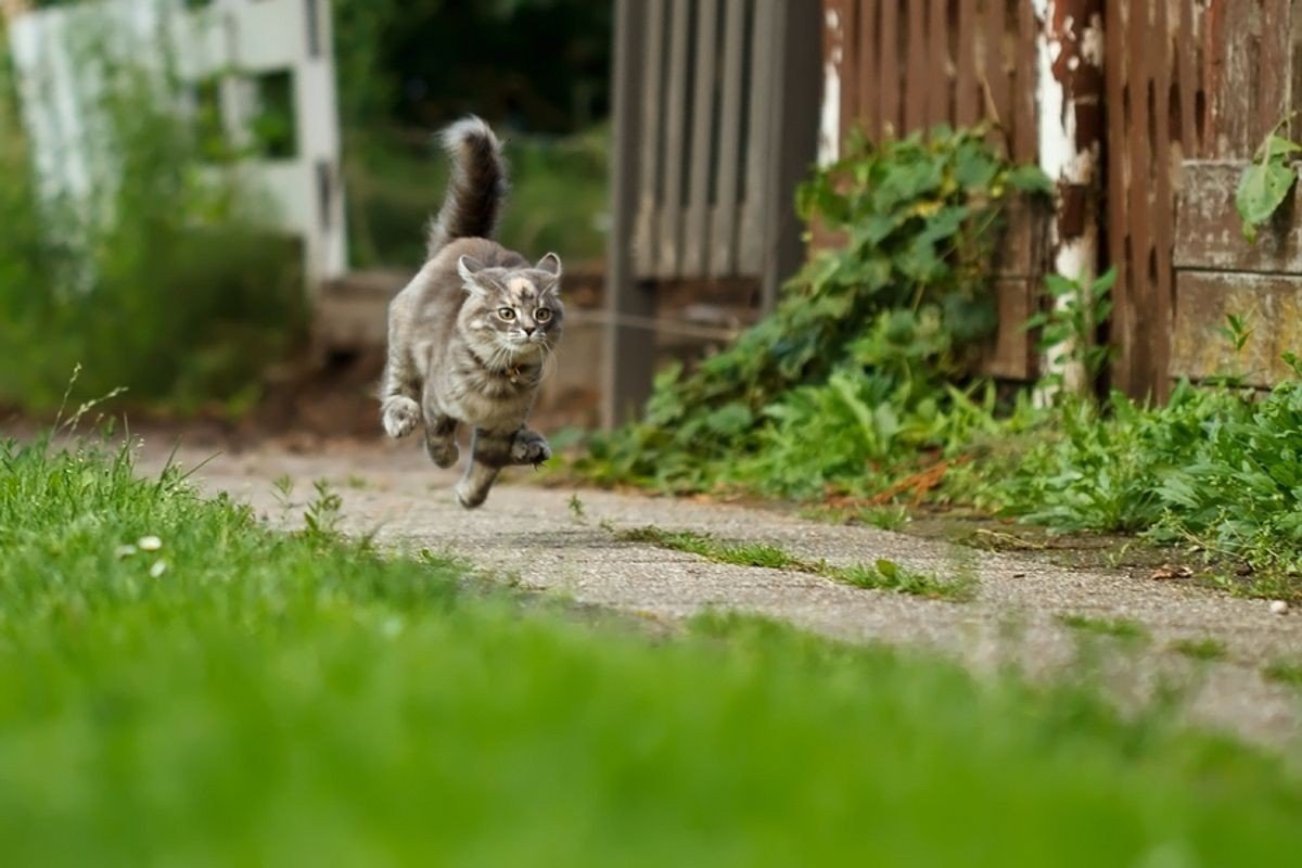 Кошки когда можно на улицу. Кот бежит. Кот убегает. Кот бежит домой. Коты убегают.