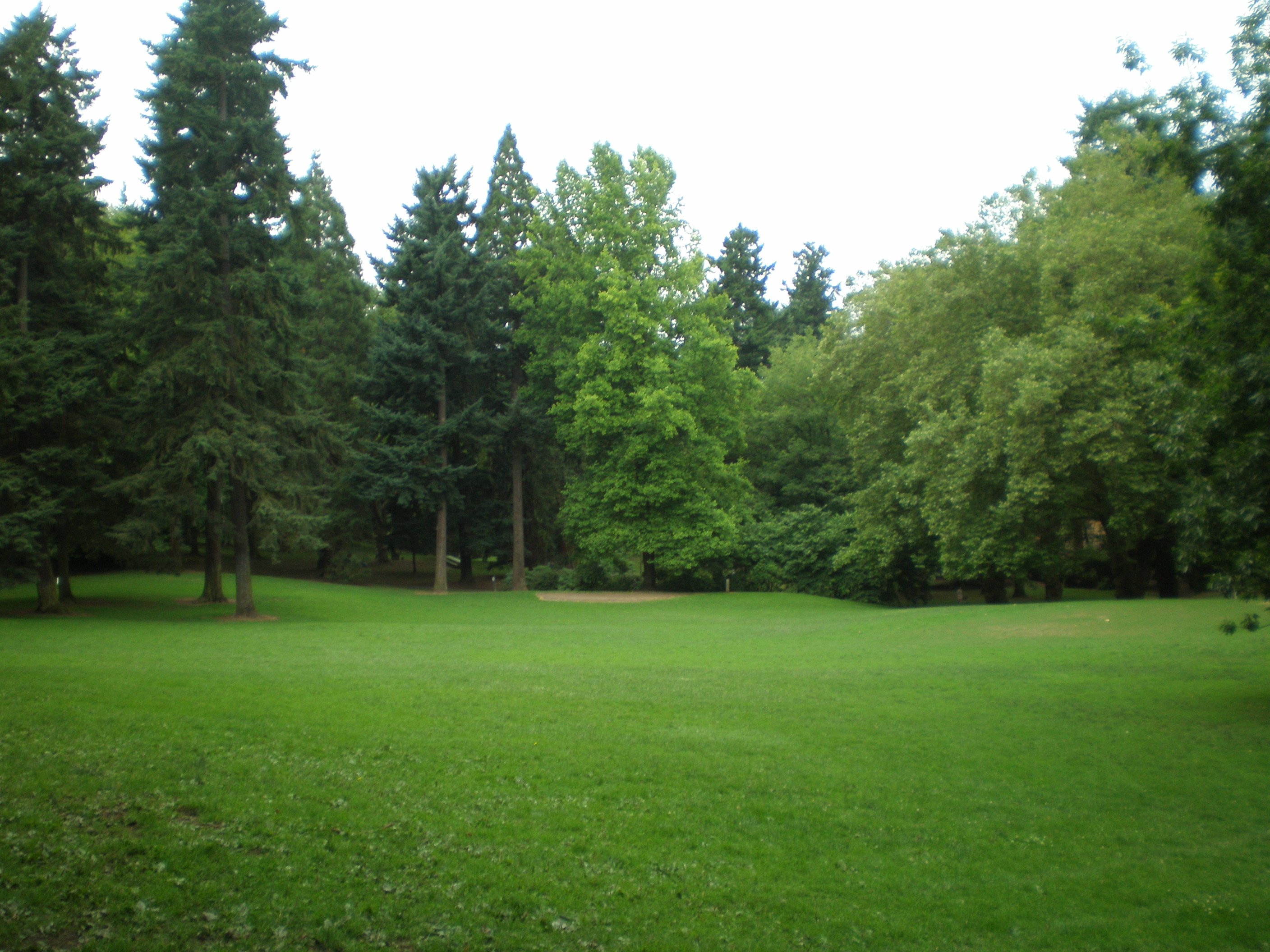 поляна в парке