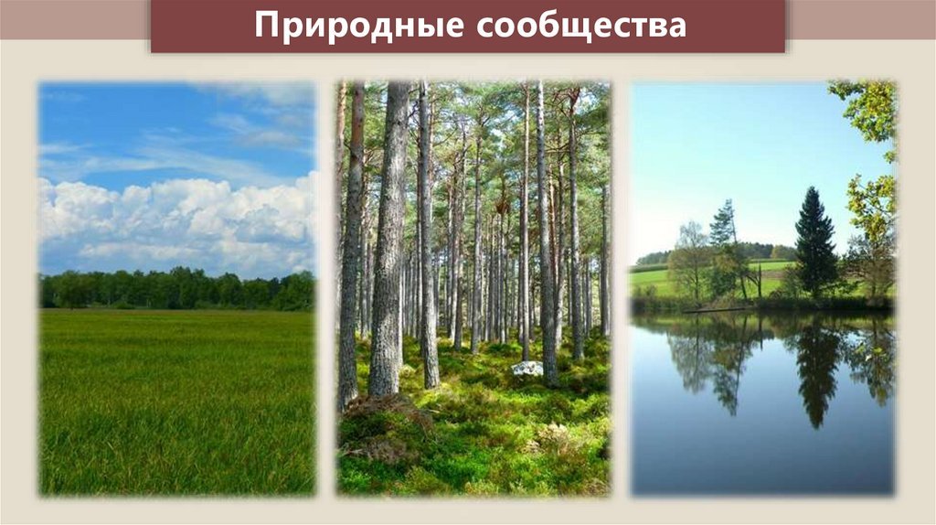 Какие природные сообщества представлены в вашем. Природные сообщества. Картины с изображением природных сообществ. Многообразие природных сообществ. Природное сообщество лес.