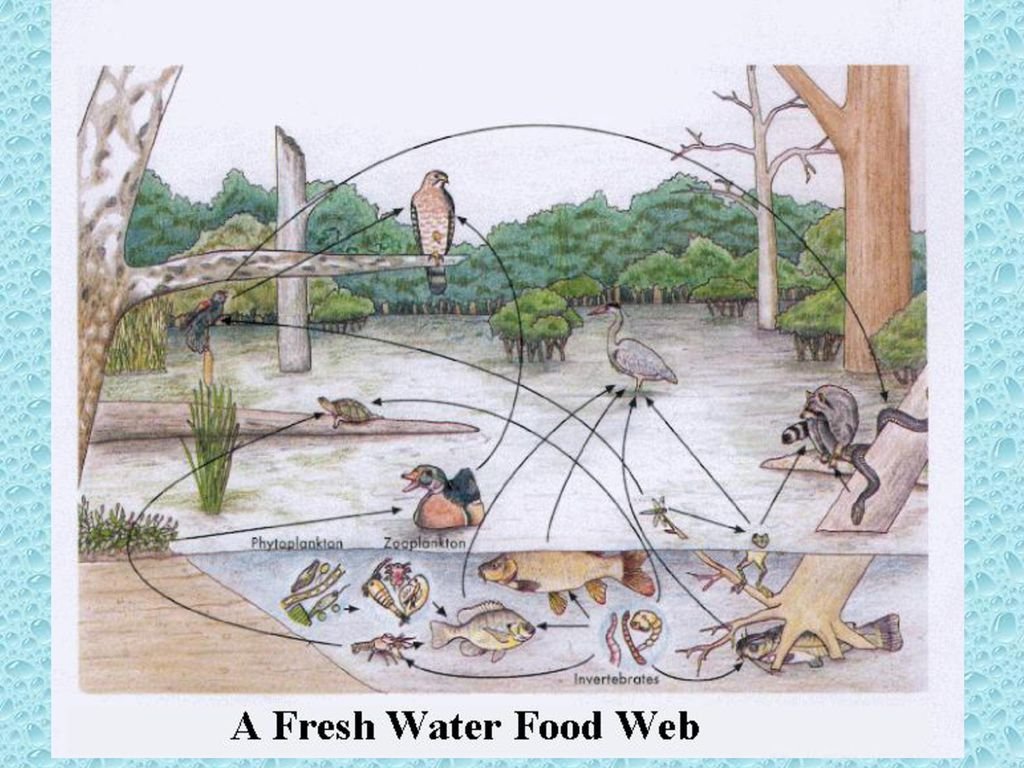 Искусственные природные сообщества пруд. Биоценоз озера. Экосистемы для дошкольников. Биоценоз водоема. Экосистема водоема для дошкольников.