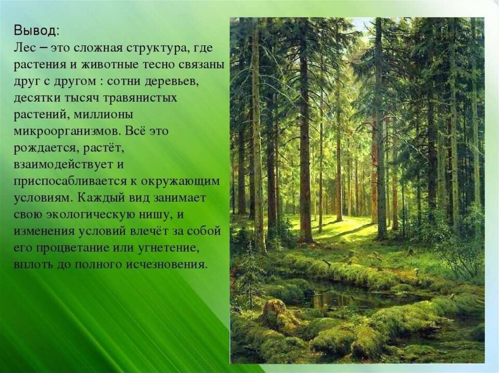 Презентация на тему природные сообщества. Доклад про лес. Природное сообщество лес. Рассказ о лесе. Рассказать о сообществе леса.