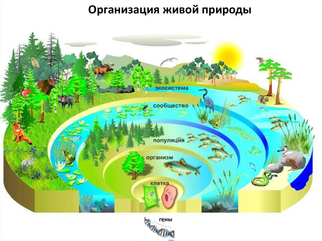 Примером биогеоценоза может служить организм человека. Экосистема. Экосистемы для дошкольников. Уровни организации живой природы. Эко систома.