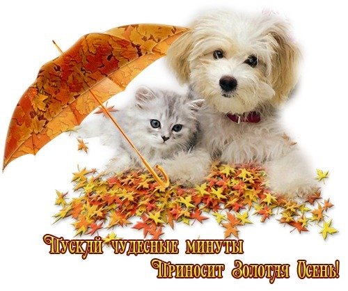 Хорошего осеннего настроения с собаками
