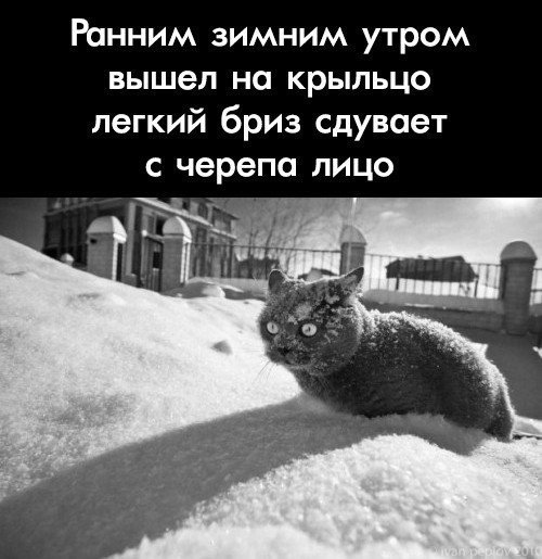 Кот so much cocaine