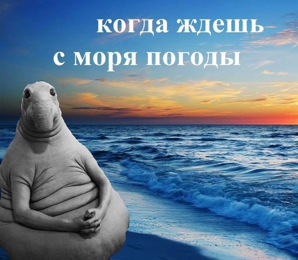 Ждун на море