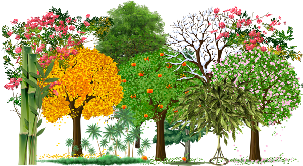 Кустарниковые деревья для детского сада