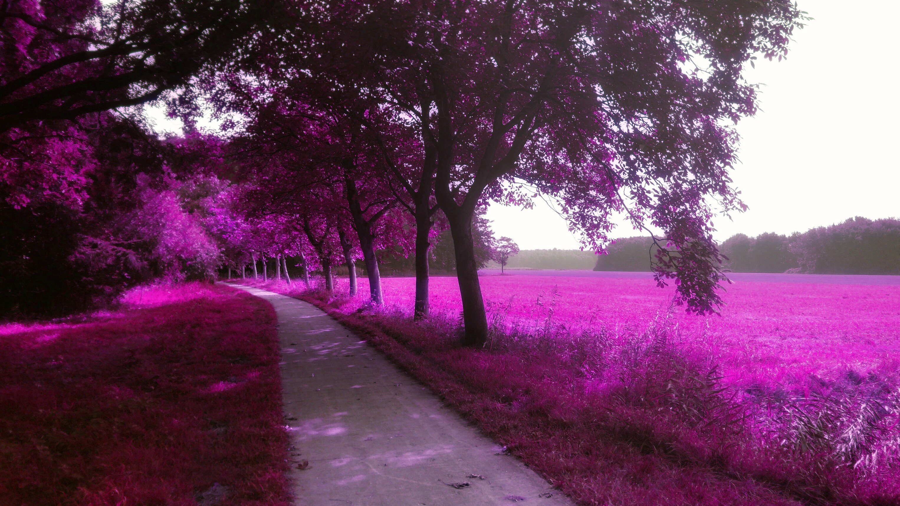 Розовый лес