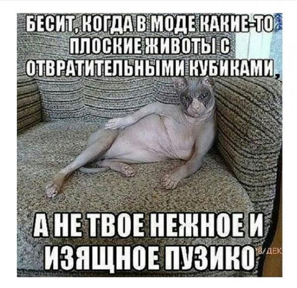 Цитаты про пузико