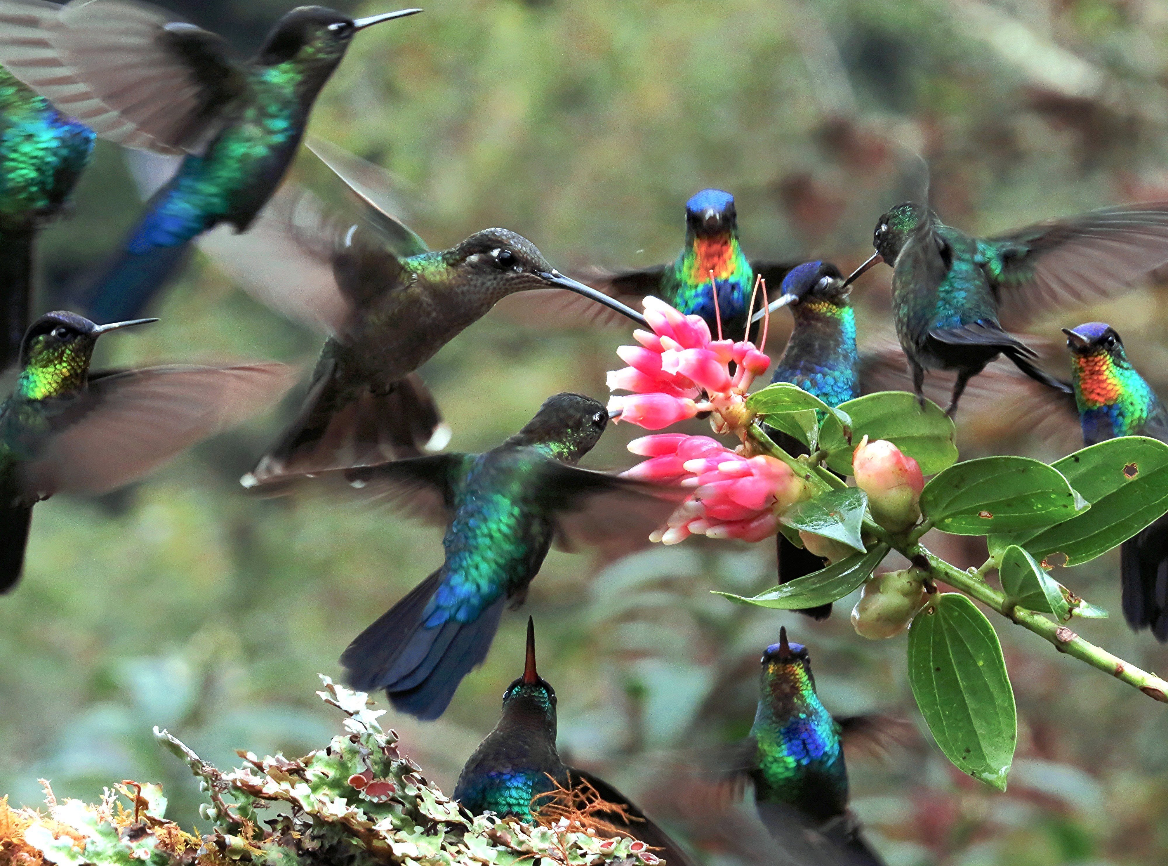 Птицы живущие в цветах. Колибри Южной Америки. Багамский изумрудный Колибри. Попугай Колибри. Бабочка нектарница.