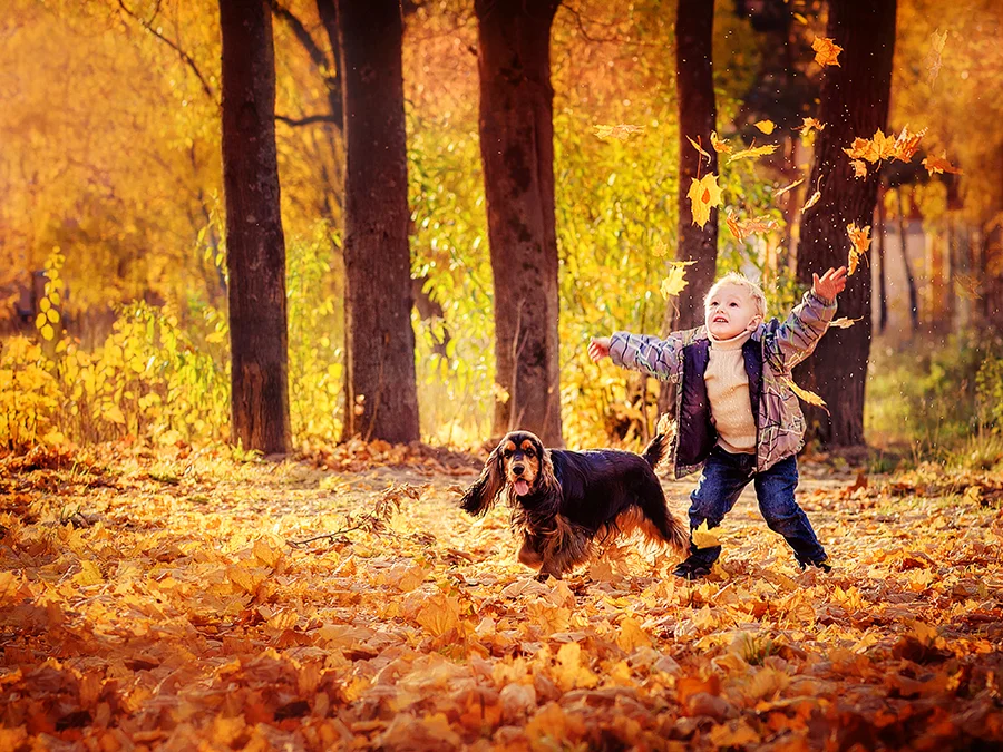 Однажды парком гулять. Осенняя прогулка. Прогулка в осеннем парке. Прогулка по осеннему лесу. Прогулка с собакой осень.