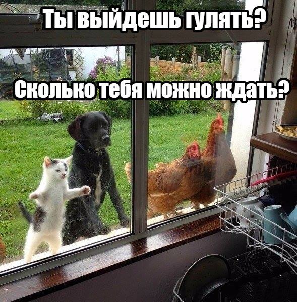 Картинки идите гулять погода хорошая (60 фото)