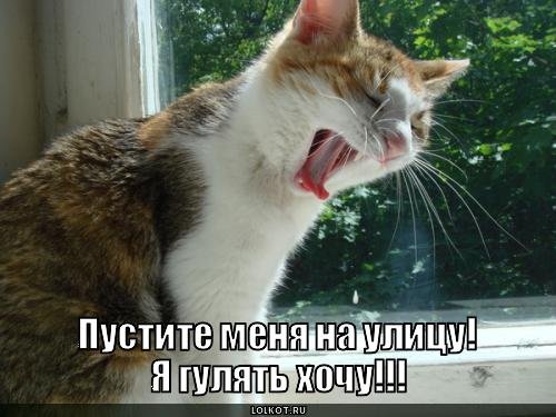 Я не хочу гулять