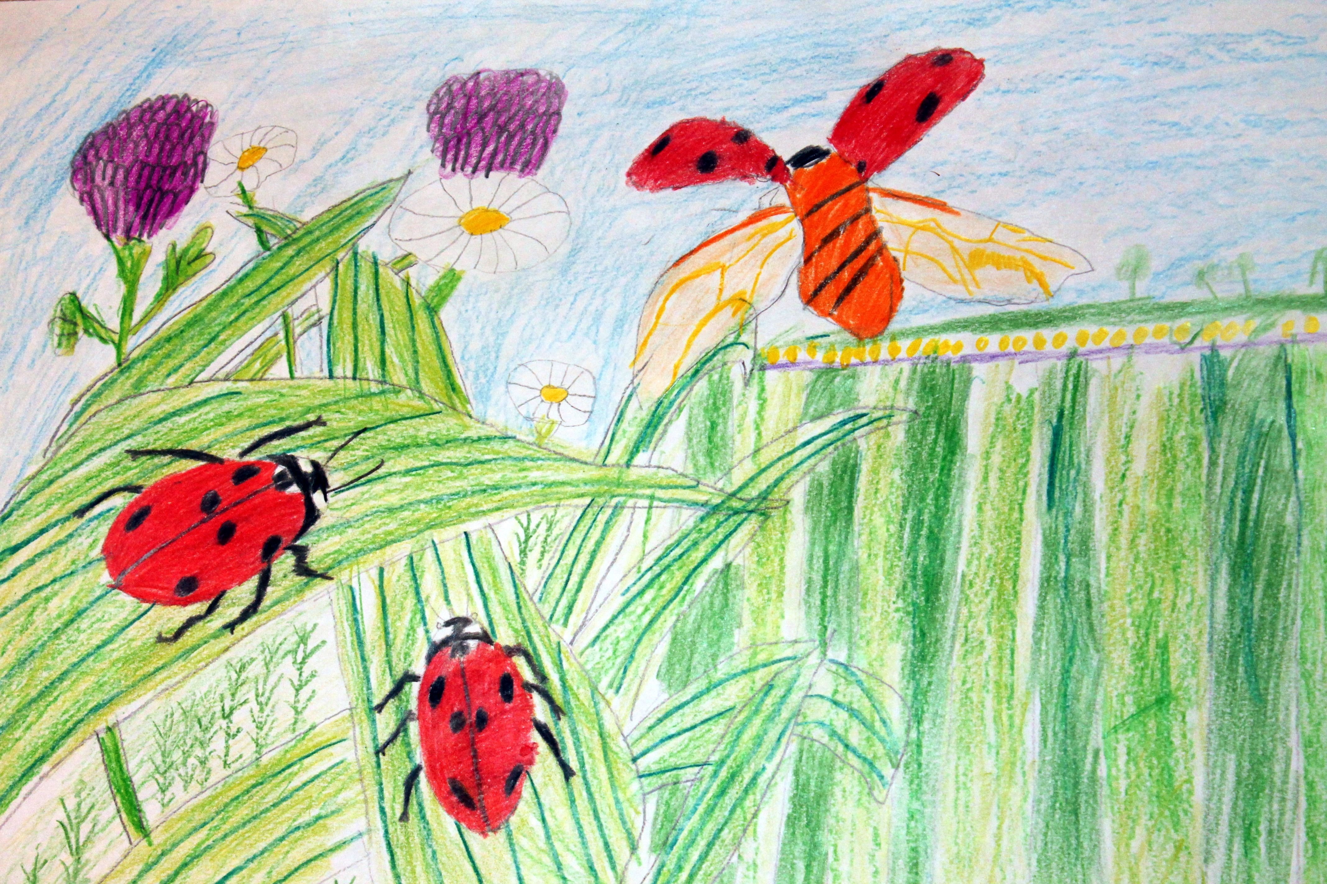 Нарисовать рисунок на лугу. Рисование летнего Луга. Рисование на тему насекомые. Детские рисунки на тему лето. Рисование насекомых в детском саду.