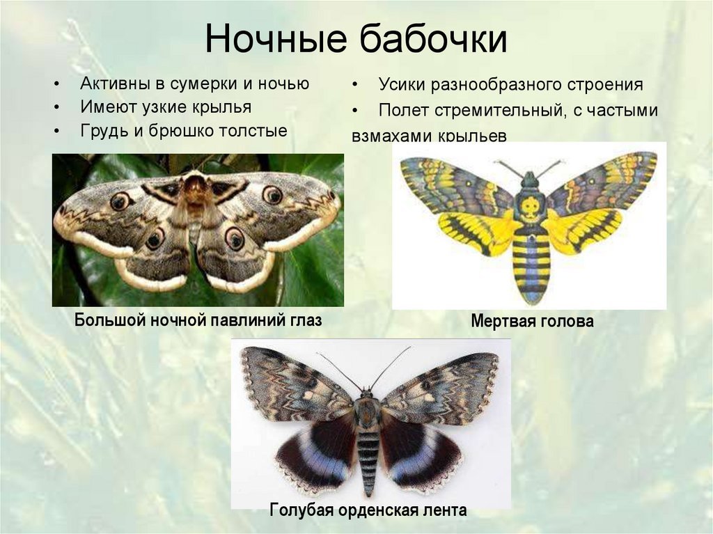 Сходства и различия бабочек 2 класс. Дневные и ночные бабочки. Отряд бабочки представители. Ночные бабочки названия. Виды бабочек дневные и ночные.