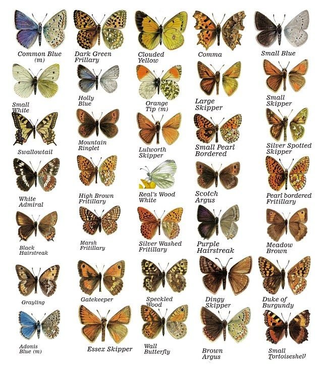 Картинки название бабочек окружающий мир (69 фото) » Картинки и статусы про  окружающий мир вокруг