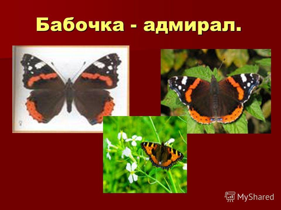 Бабочки картинки окружающий мир. Систематика бабочки Адмирал. Бабочка Адмирал. Бабочка Адмирал строение. Бабочки красной книги.