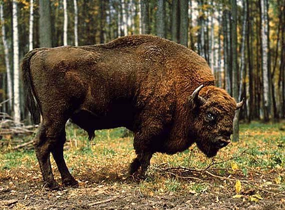 Картинки зубр для окружающего мира (67 фото)