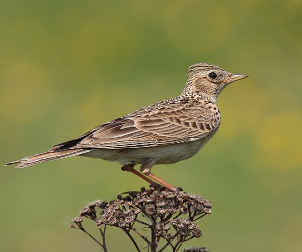 Полевой Степной хохлатый Жаворонок