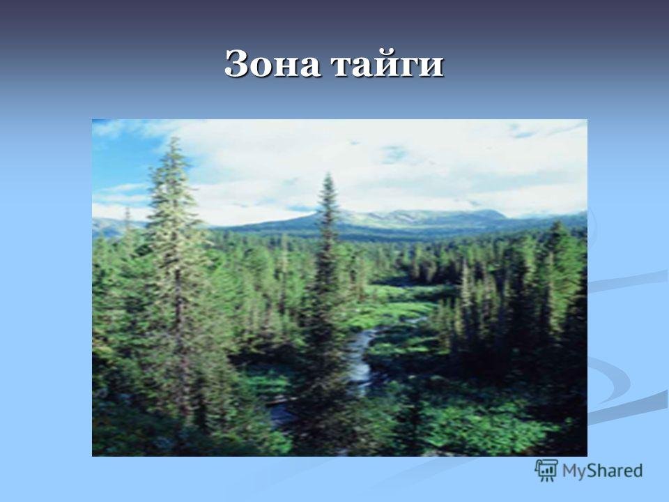 Тайга география 7 класс. Зона тайги в России 4 класс. Тайга природная зона. Тайга природная зона 4 класс. Презентация о природной зоне Тайга.