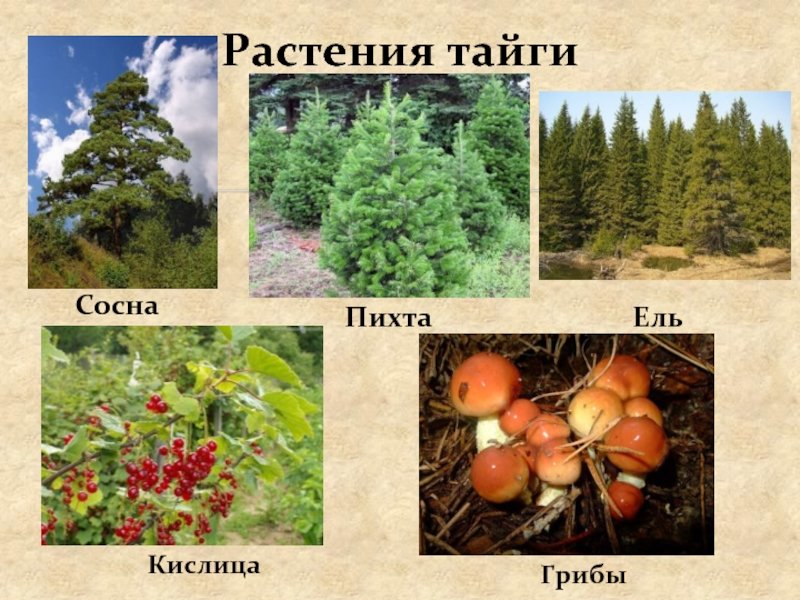 Растения тайги 5 класс биология. Растительность тайги. Растения тайги. Растительность тайги в России. Тайга растительность мир.