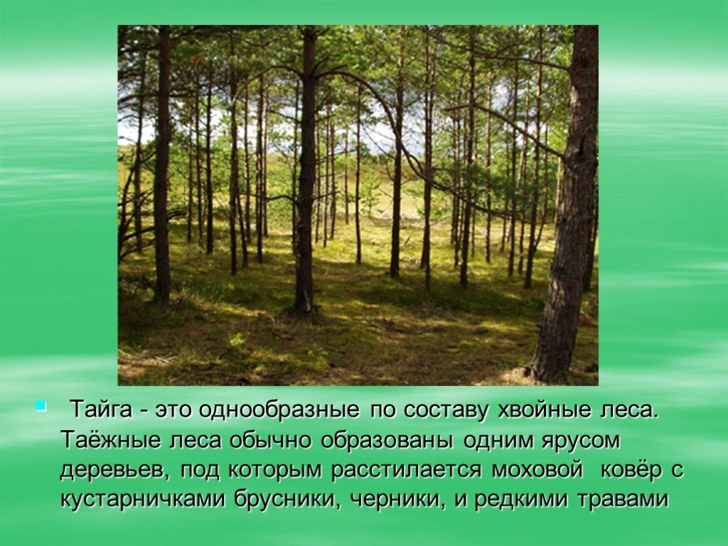 Хвойные леса какая природная зона