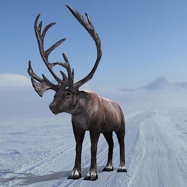 Северный олень Снежная Королева