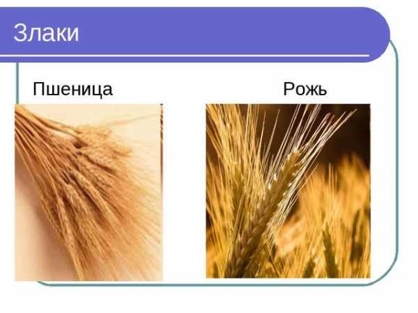 Колосья ржи и пшеницы отличие