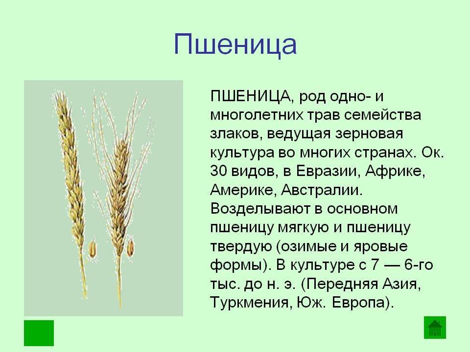 Какие зерновые культуры выращивали в россии. Сообщение о пшенице. Описание пшеницы. Пшеница доклад. Пшеница краткое описание.
