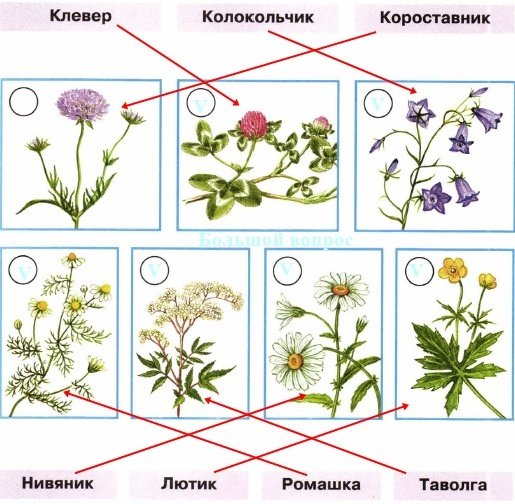 Нивяник Лютик
