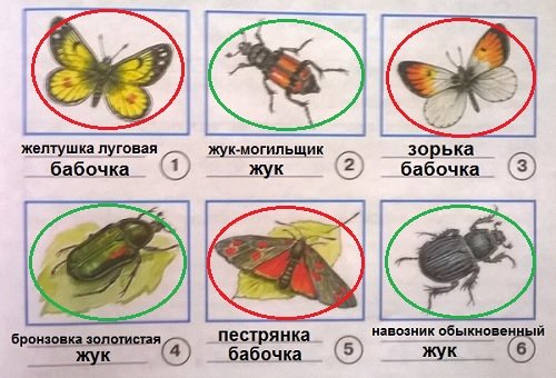 Луг-царство цветов и насекомых окружающий мир 3 класс