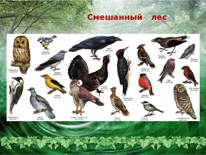 Птицы Украины - фото и названия | Хищные, перелетные и лесные птицы Украины